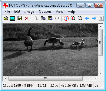 irfanview-bild-grau